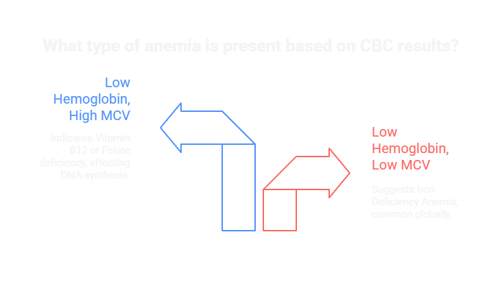 What type of anemia is present based on CBC results?
