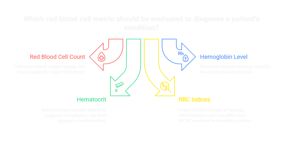 Which red blood cell metric should be evaluated to diagnose a patient's condition?
